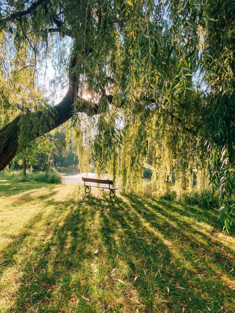 Photo of a willow tree hanging over a bench. Photo is by Jan Antonin Kolar on Unsplash.